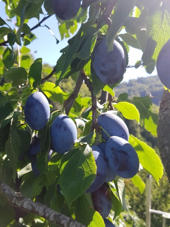 Unsere Früchte